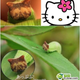 Image for article titled A Caterpillar That People Say Looks Like Hello Kitty